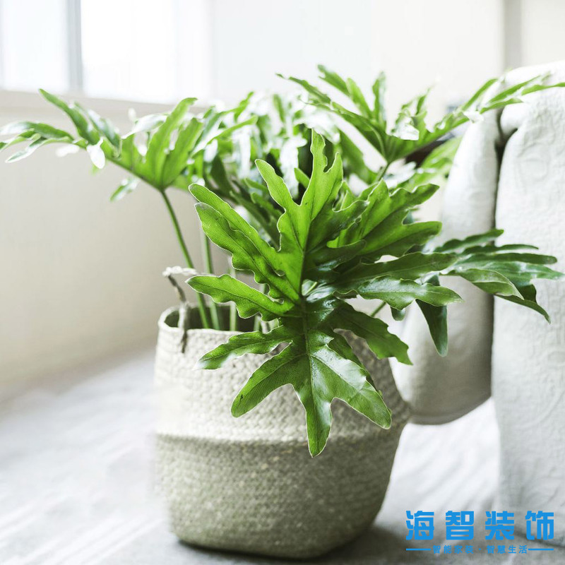 植物2.jpg